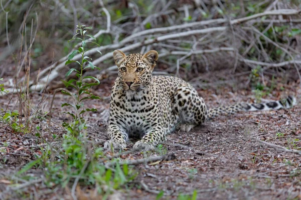 Leopardo Descansando Una Reserva Caza Región Del Gran Kruger Sudáfrica — Foto de Stock