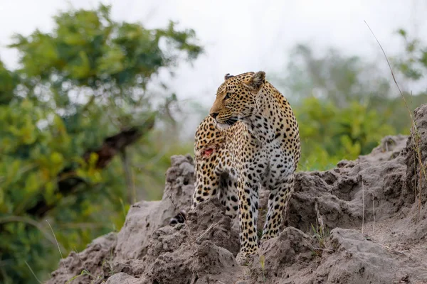 Leopard Poszukuje Zdobyczy Rezerwacie Gier Sabi Sands Regionie Wielkiego Krugera — Zdjęcie stockowe