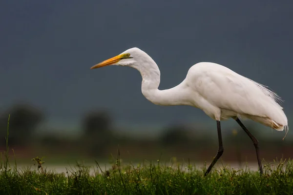 Nagy Fehér Egret Gázolt Egy Víznyelőben Zimanga Game Reserve Közelében — Stock Fotó