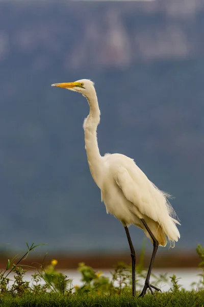 Great White Egret Wading Waterhole Zimanga Game Reserve Κοντά Στην — Φωτογραφία Αρχείου