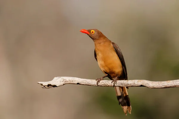 Red Billed Oxpecker Buphagus Erythrorhynchus Siedzi Oddziale Zimanga Rezerwatu Gier — Zdjęcie stockowe