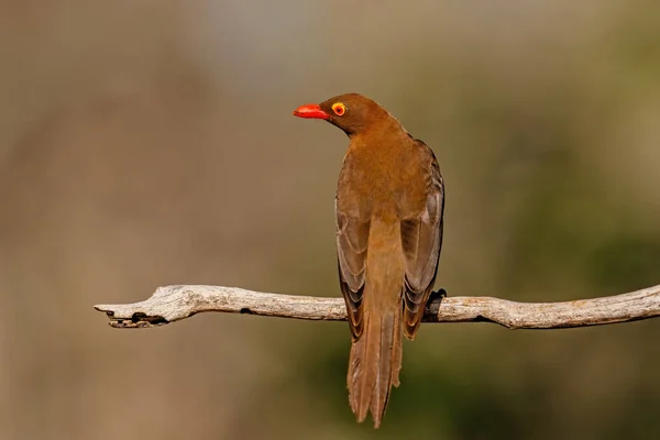 Pájaro Carpintero Pico Rojo Buphagus Erythrorhynchus Sentado Una Rama Reserva — Foto de Stock