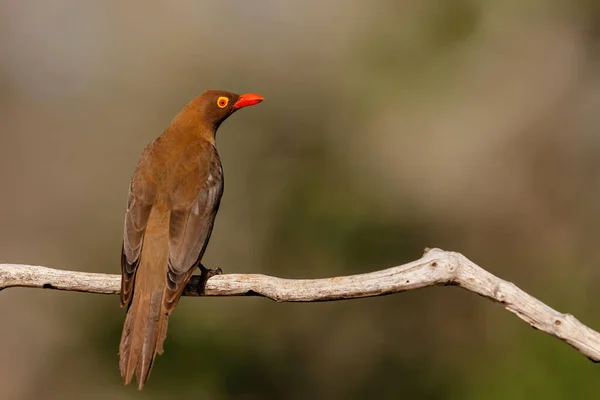 Pájaro Carpintero Pico Rojo Buphagus Erythrorhynchus Sentado Una Rama Reserva — Foto de Stock