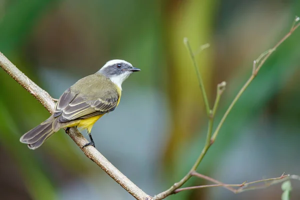 Great Kiskadee Pitangus Suluratus Siedzi Gałęzi Parku Narodowym Tortuguero Kostaryce — Zdjęcie stockowe