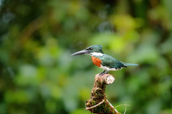 Amazon Kingfisher Chloroceryle Amazona Siedzi Oddziale Cano Negro Wildlife Odmowa — Zdjęcie stockowe