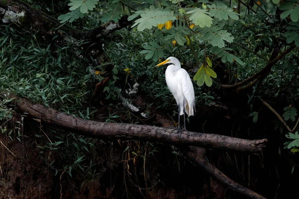 Great Egret Ardea Alba Hunting Water Cano Negro Wildlife Refuse — Stock Photo, Image