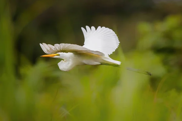 Great Egret Ardea Alba Voando Cano Negro Wildlife Refuse Costa — Fotografia de Stock