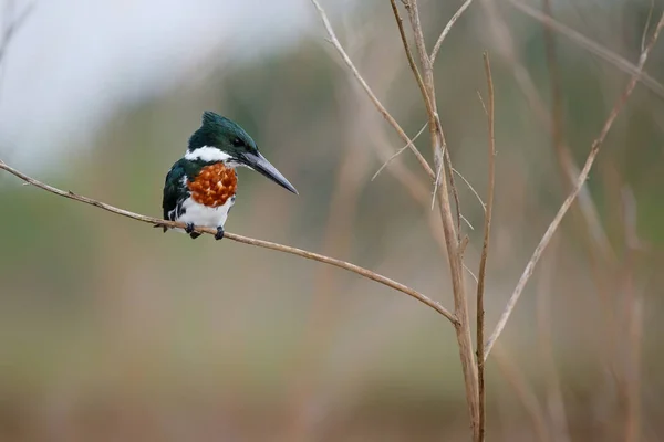 Amazon Kingfisher Chloroceryle Amazona Sentado Uma Filial Cano Negro Wildlife — Fotografia de Stock