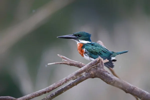 Amazon Kingfisher Chloroceryle Amazona Siedzi Oddziale Cano Negro Wildlife Odmowa — Zdjęcie stockowe