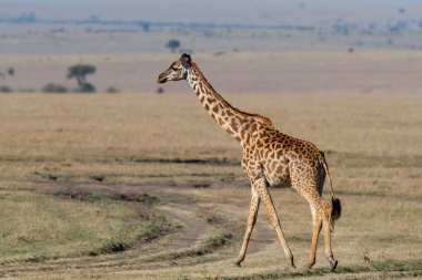 Kenya 'daki Masai Mara Ulusal Parkı ovalarında yürüyen zürafa.