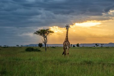 Kenya 'nın arka planında akasya, bulutlar ve günbatımıyla Masai Mara Ulusal Parkı ovalarında yürüyen zürafa.