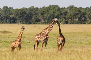 Kenya 'daki Masai Mara Ulusal Parkı ovalarında yürüyen zürafa ailesi.