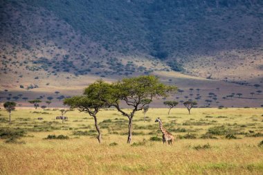 Kenya 'daki Masai Mara Ulusal Parkı ovalarında yürüyen zürafa.