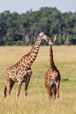 Kenya 'daki Masai Mara Ulusal Parkı ovalarında yürüyen zürafa ailesi.