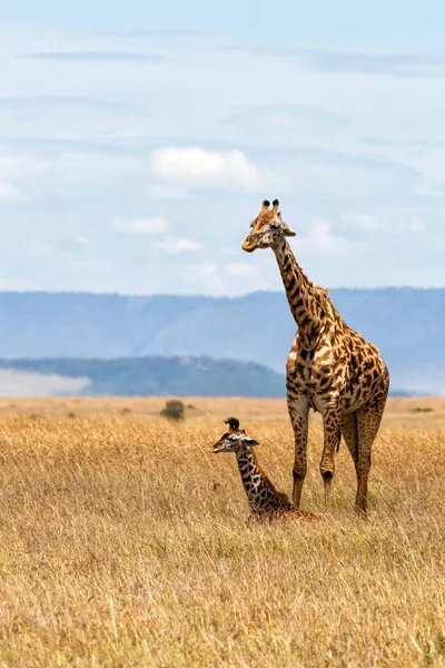 Giraffenmutter Und Baby Ruhen Den Ebenen Des Masai Mara Nationalparks — Stockfoto