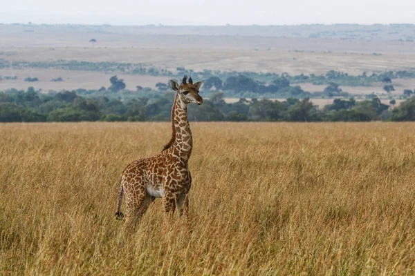 Jonge Giraffe Wandelen Vlaktes Van Het Masai Mara National Park — Stockfoto