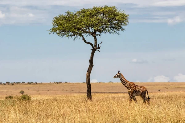 Jerapah Muda Berjalan Dataran Taman Nasional Masai Mara Kenya — Stok Foto