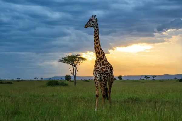 Жираф Іде Рівнинах Національного Парку Масаї Мара Акацією Хмарами Заходом — стокове фото