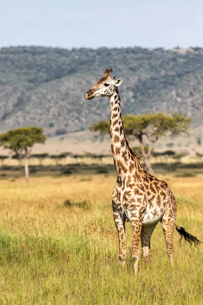 Girafa Caminhando Nas Planícies Parque Nacional Masai Mara Quênia — Fotografia de Stock