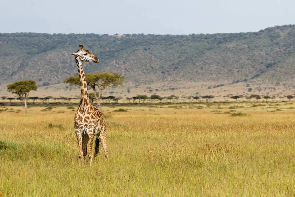 Giraffe Wandelen Vlaktes Van Het Masai Mara National Park Kenia — Stockfoto