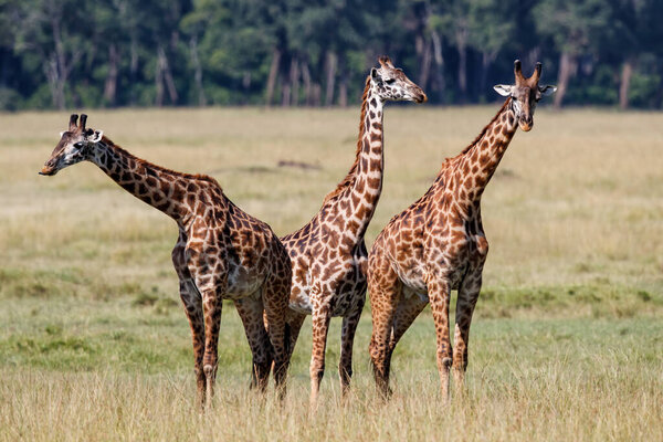 Giraffe family walking on the plains of the Masai Mara National Park in Kenya