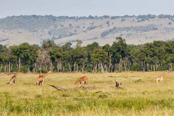 Giraffe family walking on the plains of the Masai Mara National Park in Kenya