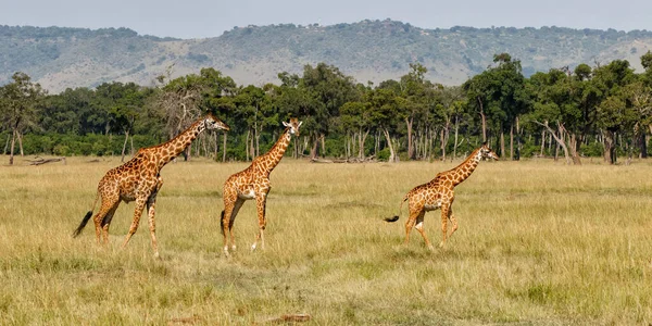 Zsiráf Család Sétál Masai Mara Nemzeti Park Síkságain Kenyában — Stock Fotó