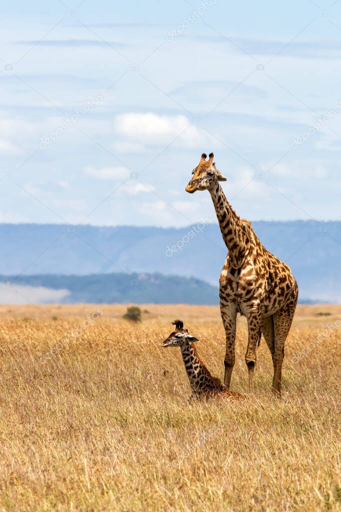 Giraffe mother and baby resting on the plains of the Masai Mara National Park in Kenya