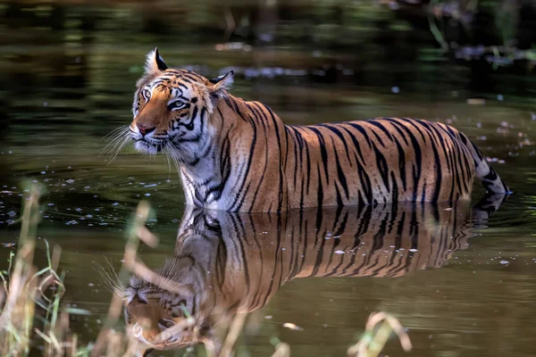 Tiger Walking Water Small Lake Bandhavgarh National Park India — Stock Photo, Image