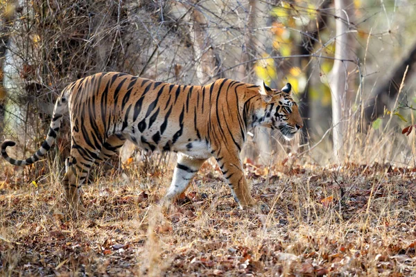 Marche Tigre Dans Jungle Parc National Bandhavgarh Inde — Photo