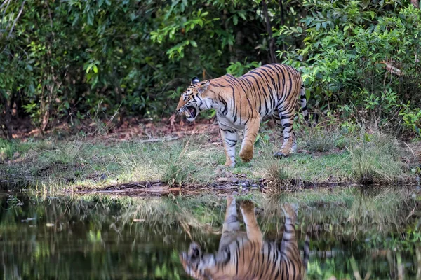 Tigre Marchant Sur Rive Petit Lac Dans Parc National Bandhavgarh — Photo