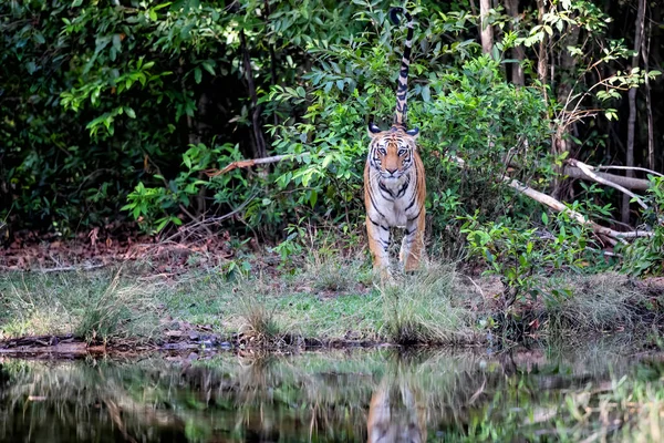 Tiger Walking Shore Small Lake Bandhavgarh National Park India — Stock Photo, Image
