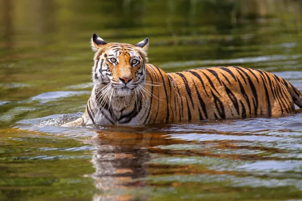 Tiger Promenader Vattnet Liten Sjö Bandhavgarh National Park Indien — Stockfoto