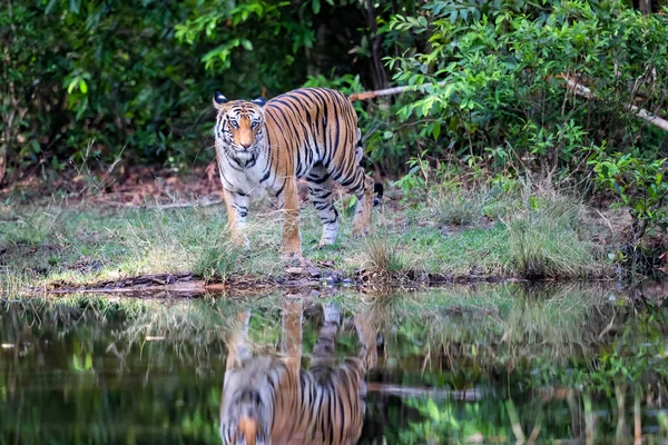 Tiger Ufer Eines Kleinen Sees Bandhavgarh Nationalpark Indien — Stockfoto