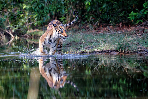 Tiger walking in the water of a small lake in Bandhavgarh National Park in India