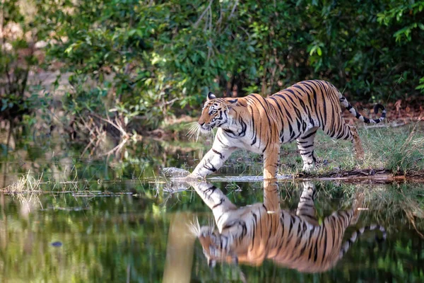 Tigre Marchant Dans Eau Petit Lac Dans Parc National Bandhavgarh — Photo