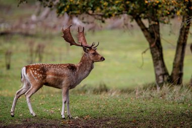 Amsterdam yakınlarındaki kum tepecikleri bölgesinde, azgın mevsimde Fallow geyiği.