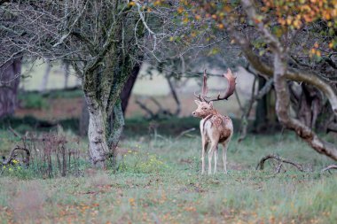 Amsterdam yakınlarındaki kum tepecikleri bölgesinde, azgın mevsimde Fallow geyiği.