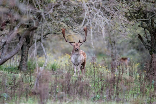 Amsterdam yakınlarındaki kum tepecikleri bölgesinde, azgın mevsimde Fallow geyiği.