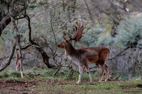 Fallow Veado Veado Temporada Rutting Área Dunas Perto Amsterdã — Fotografia de Stock