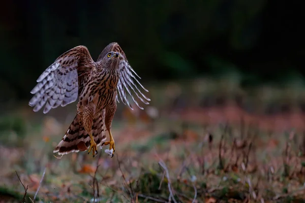 Northern Goshawk Forest Noord Brabant Netherlands — Stock Photo, Image