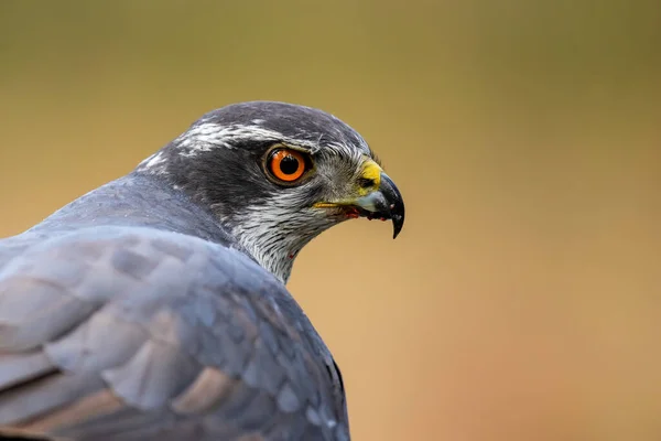 Severní Goshawk Lese Noord Brabant Nizozemsku — Stock fotografie