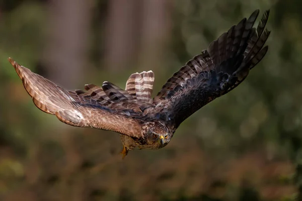 Habicht Wald Von Noord Brabant Den Niederlanden — Stockfoto