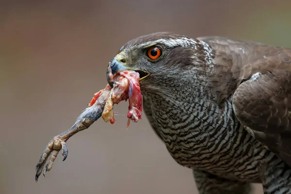 Goshawk Del Norte Bosque Noord Brabant Los Países Bajos — Foto de Stock