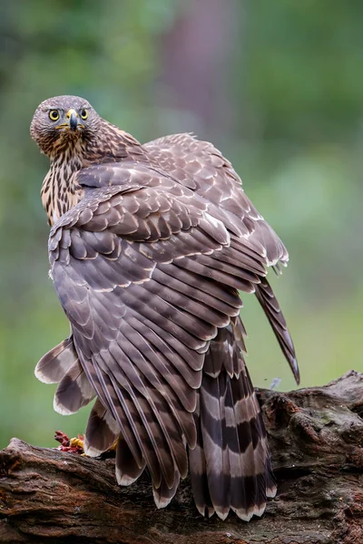 Goshawk Del Norte Protegiendo Comida Bosque Noord Brabant Los Países — Foto de Stock