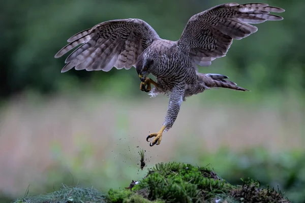 Northern Goshawk Het Bos Van Noord Brabant Nederland — Stockfoto