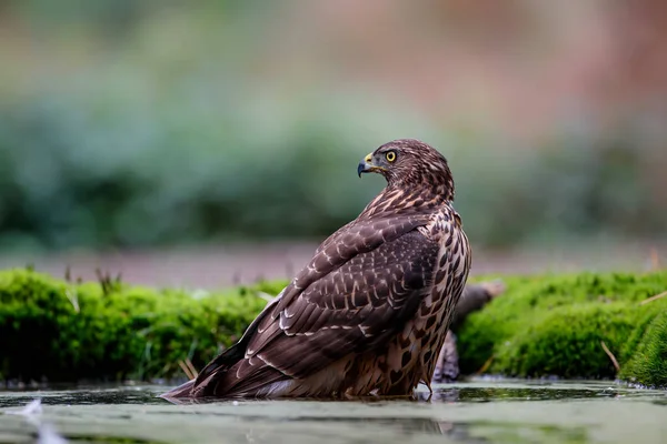 Northern Goshawk Στο Δάσος Noord Brabant Στις Κάτω Χώρες — Φωτογραφία Αρχείου