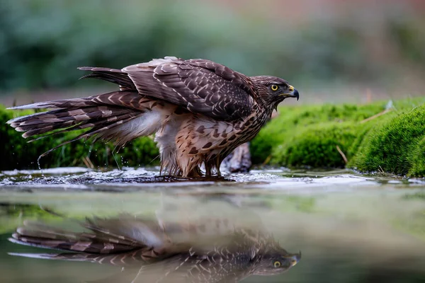 Habicht Wald Von Noord Brabant Den Niederlanden — Stockfoto