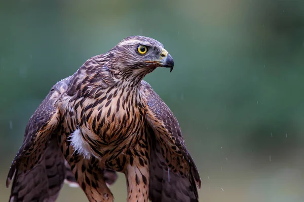 Goshawk Del Norte Bosque Noord Brabant Los Países Bajos — Foto de Stock