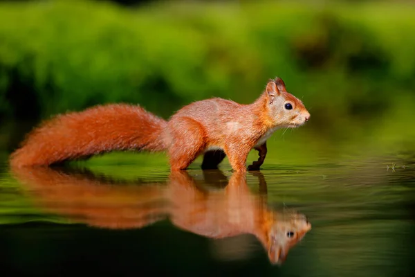 Eurazjatycka Wiewiórka Czerwona Sciurus Vulgaris Poszukuje Pożywienia Lesie Noord Brabant — Zdjęcie stockowe